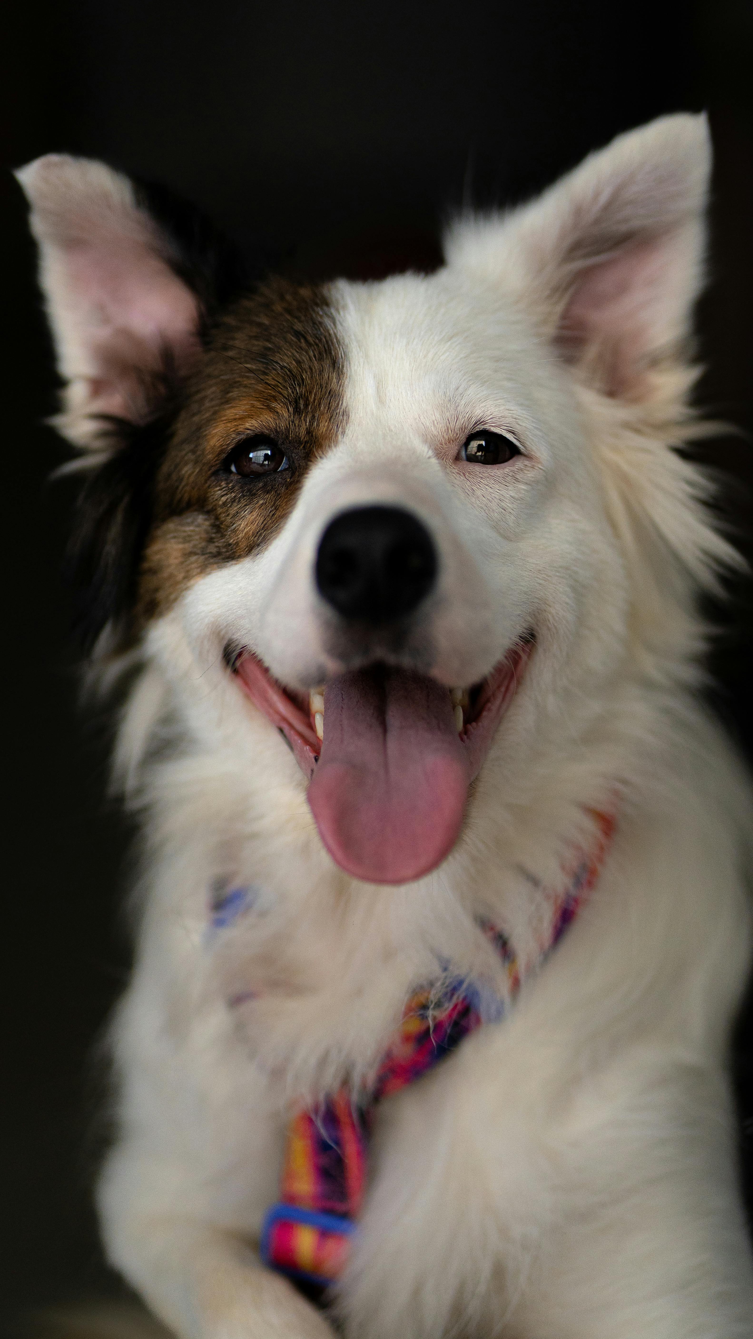 Guides For Pet Owners